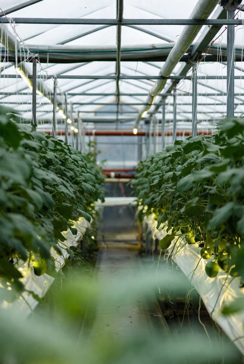 식품 기업 계약 재배